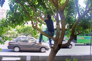 تصویر توت‌های خیابانی را نخورید!