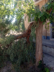 تصویر آسیب دیدگی بالغ بر ۵۰ اصله درخت در هشتگرد بر اثر تندباد