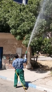 تصویر سم‌پاشی درختان و فضای سبز شهر کوهسار
