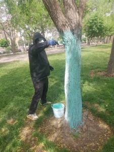 تصویر آماده سازی و پانسمان درختان بوستان پروین اعتصامی علیه آفات گیاهی