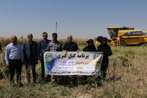 تصویر آغاز برداشت کلزای بذری رقم «نفیس» در دانشکدگان کشاورزی و منابع طبیعی دانشگاه تهران