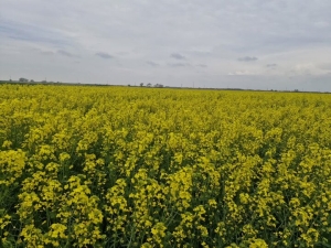 تصویر پیش‌بینی برداشت ۱۶۰ تا ۱۷۰ تن کلزا از مزارع شهرستان کرج