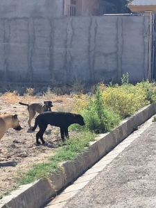 تصویر سومین مرحله طرح زنده‌گیری و جمع‌آوری سگ‌های بلاصاحب در شهر گلسار اجرا شد