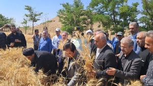 تصویر آیین شکرگزاری برداشت گندم برگزار شد