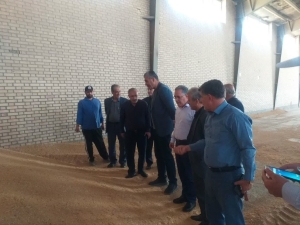 تصویر ۲۱ هزار تن گندم و ۳۳۰ تن کلزا توسط مراکز خرید البرز خریداری شده است