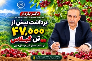تصویر برداشت ۴۷ هزار تن گیلاس از باغات استان البرز در سال جاری