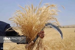 تصویر آغاز برداشت گندم از مزارع دیم طالقان