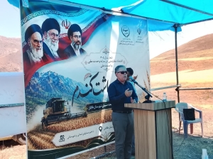 تصویر برداشت بیش از ٢٧ هزار تن گندم در البرز