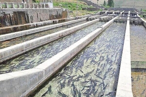 تصویر تولید ۴۰۱۵ تن ماهی خوراکی و ۱۹ میلیون قطعه ماهی زینتی در البرز