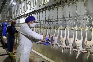 تصویر پیشگیری از آنفلوآنزای فوق حاد پرندگان با واکسینه طیور در البرز