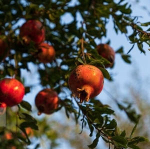 تصویر کشت انار در برخی از مناطق گرم البرز